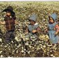 Waterloo County Ontario Postcard Mennonite Children Field of Daisies