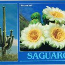 Arizona Postcard Saguaros Giant Cactus & Blossoms