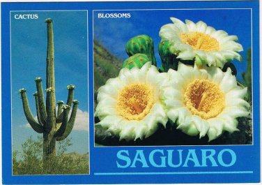 Arizona Postcard Saguaros Giant Cactus & Blossoms