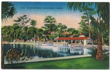 Florida Postcard Silver Springs Near Ocala
