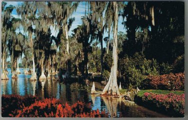 Florida Postcard Lake Eloise Florida's Cypress Gardens