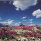 California Postcard Verbena Desert Sand & Desert Primrose