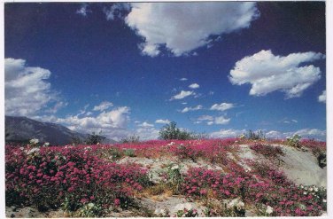 California Postcard Verbena Desert Sand & Desert Primrose