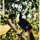 Postcard Tucan Tropical Bird Venezuela