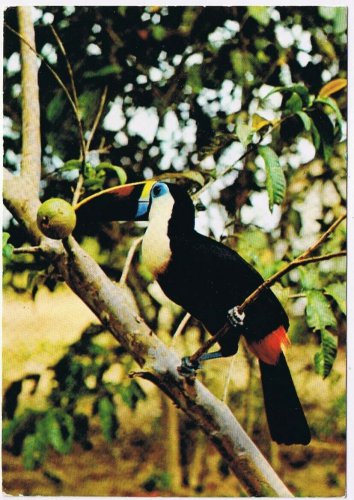 Postcard Tucan Tropical Bird Venezuela