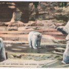 Postcard Polar Bears San Antonio Zoo San Antonio Texas