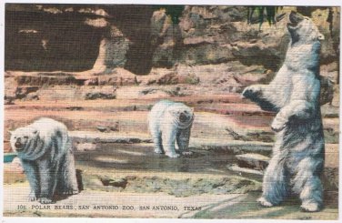Postcard Polar Bears San Antonio Zoo San Antonio Texas