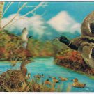 3D Postcard Lenticular Mallard Ducks Lake