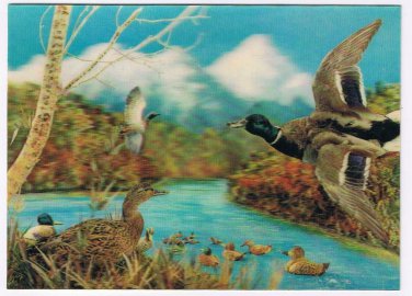 3D Postcard Lenticular Mallard Ducks Lake