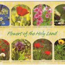 Israel Postcard Flowers Of The Holy Land Hollyhock Tulip Adonis Poppy Anemone