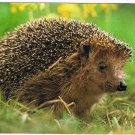 Animal Postcard Hedgehog Close Up