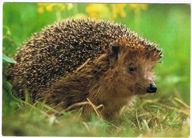 Animal Postcard Hedgehog Close Up