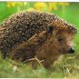 Animal Postcard Hedgehog Close Up