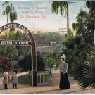 California Postcard Pasadena Cawston Ostrich Farm 1907