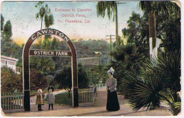 California Postcard Pasadena Cawston Ostrich Farm 1907