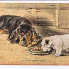 Comic Postcard Artist Signed Mac Tailwagger A True Gentleman Dogs