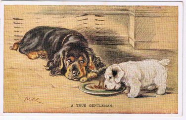 Comic Postcard Artist Signed Mac Tailwagger A True Gentleman Dogs