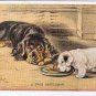 Comic Postcard Artist Signed Mac Tailwagger A True Gentleman Dogs