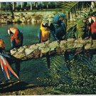 Florida Postcard Tampa Colorful Macaws Parrots Busch Gardens