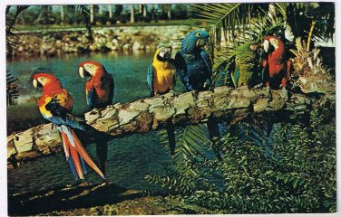 Florida Postcard Tampa Colorful Macaws Parrots Busch Gardens