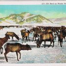 Postcard Elk Herd On Winter Feeding Grounds Rocky Mountains