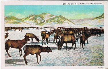 Postcard Elk Herd On Winter Feeding Grounds Rocky Mountains