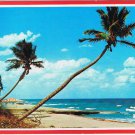 Postcard Whispering Palms On The Florida Coast
