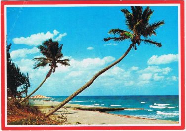 Postcard Whispering Palms On The Florida Coast