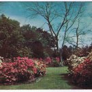 Postcard Spring Azalea Gardens Mobile Alabama