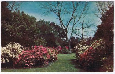 Postcard Spring Azalea Gardens Mobile Alabama