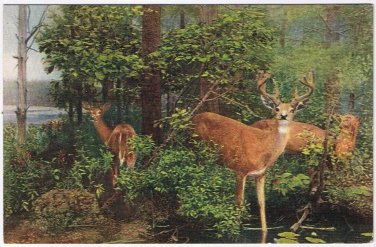 Postcard Northern White Tailed Or Virginia Deer Field Museum Natural History
