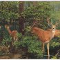Postcard Northern White Tailed Or Virginia Deer Field Museum Natural History
