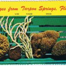 Florida Postcard Tarpon Springs Sponges Identified