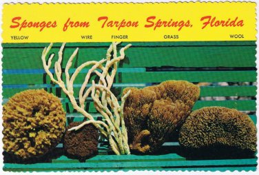 Florida Postcard Tarpon Springs Sponges Identified