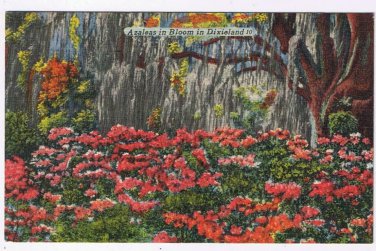 North Carolina Postcard Azaleas In Bloom In Dixieland