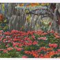 North Carolina Postcard Azaleas In Bloom In Dixieland