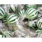Jumbo Mint Balls &acirc;�� Spearmint [120CT Bag]