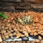 7W Adjustable Temperature Reptile Heating Heater