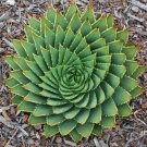 5PCS Aloe polyphylla Seeds Amazing Courtyard Plant