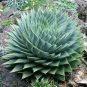 5PCS Aloe polyphylla Seeds Amazing Courtyard Plant