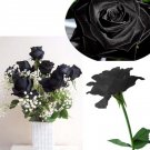 20 Black Rose Flower Rose2 Seeds