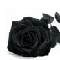 20 Black Rose Flower Rose2 Seeds
