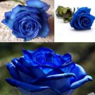 50 Pcs Blue Rose Seeds DIY Home Garden Dec