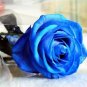 50 Pcs Blue Rose Seeds DIY Home Garden Dec