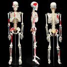 85cm PVC Anatomical Human Skull Skeleton Anatomy Model With Stand Medical Teaching Tool