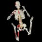 85cm PVC Anatomical Human Skull Skeleton Anatomy Model With Stand Medical Teaching Tool