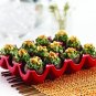 Rachael Ray Egg Tray/Holder