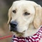 MiraCool Wavy American Flag Cooling Bandana Summer Heat Cooling For Neck or Head. Ideal For Pets Too