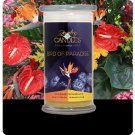 Jewelry in Candle - Soy Wax Candle Birds of Paradise