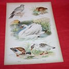 TUCK & SONS ANIMAL CHROMOLITHO DUCK GOOSE SWAN WOODCOCK  PRINT 1880s 130 yrs old